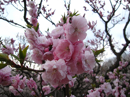 平岡公園の梅