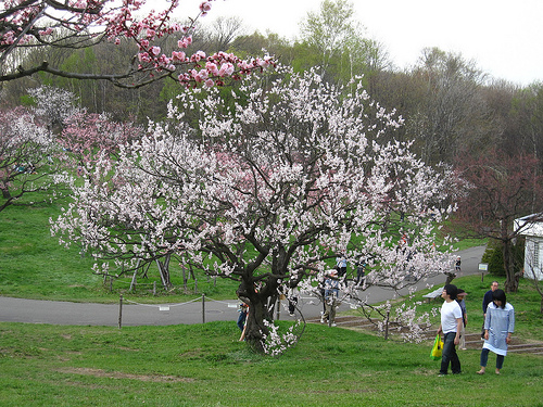 平岡公園の梅