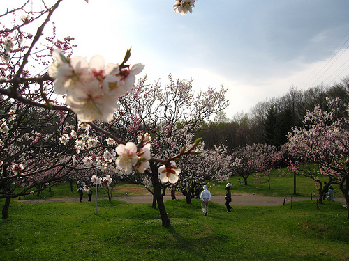 平岡公園の梅
