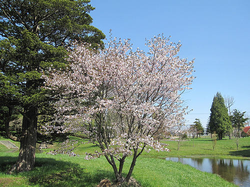 恵庭開拓記念公園の桜