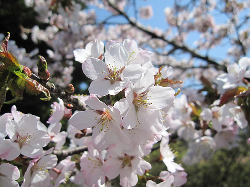 恵庭開拓記念公園の桜