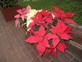 IMG_2265.JPG