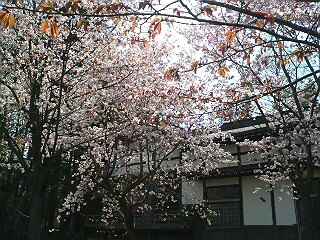 DSC01288.JPG