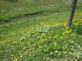 IMG_0819
