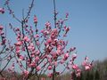 IMG_0799