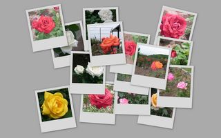 Collage
