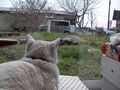 コナねこ